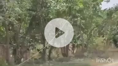 नावकोठी: नावकोठी प्रखंड क्षेत्र में कड़ाके की ठंड से जनजीवन प्रभावित