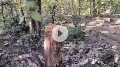 सिलवानी: सिंघोरी अभ्यारण्य में वन माफिया बेखौफ, सागौन समेत कीमती वृक्षों की अवैध कटाई जारी