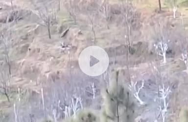 कुमारसैन: कुमारसैन के गागल में तीन शावकों के साथ मादा भालू दिखी, दहशत का माहौल