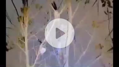 हरिद्वार: रणसुरा गांव से सटे खेतों में शिकार की तलाश में पहुंचे गुलदार ने खुद बनाया शिकार, वन विभाग की टीम ने किया रेस्क्यू