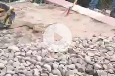 हरिद्वार: रानीपुर मोड़ के पास रेलवे ट्रैक के किनारे निकला एशिया का सबसे जहरीला सांप रसैल वाइपर, वन विभाग ने किया पकड़