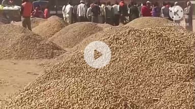 पिछोर: पिछोर मंडी में किसानों की मूंगफली ₹5500 से ₹6300 प्रति क्विंटल तक खरीदी गई