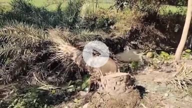 सागर नगर: मकरोनिया में प्लाटिंग के लिए काटे गए पेड़, नगर पालिका अध्यक्ष ने लिया संज्ञान