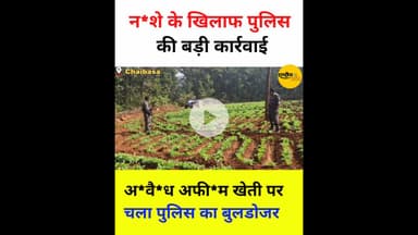 3 एकड़ अवै*ध अफ़ी*म की खेती पर चाइबासा पुलिस का चला बुलडोजर..  #breakingnews #viral #news