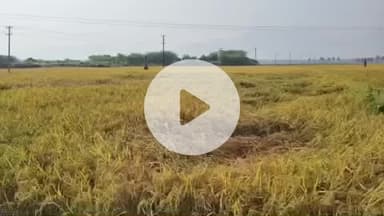 வத்திராயிருப்பு: வத்திராயிருப்பு பகுதியில் நெல் கொள்முதல் நிலையத்தை உடனடியாக திறக்க கோரி விவசாயிகள் கோரிக்கை