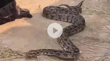 ପାରଳାଖେମୁଣ୍ଡି: ଶ୍ୟାମ ବିହାର ଅଞ୍ଚଳରେ ଏଗାର ଫୁଟିଆ ଅଜଗର ସାପ ଉଦ୍ଧାର