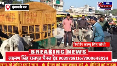 मूंगावली नगर परिषद की कार्रवाई: आवारा पशुओं को पकड़कर पिपरई रोड गौशाला भेजा