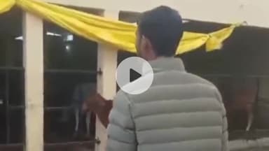 देेेवरिया: देवरिया की गोशाला में गायों की मौत से मचा हड़कंप, जांच की मांग की गई