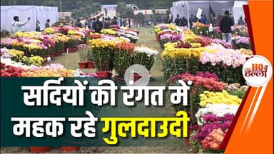 गुलदाउदी की महक से खिल रही एनबीआरआई की बगिया