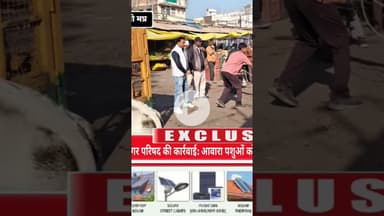 मूंगावली नगर परिषद की कार्रवाई: आवारा पशुओं को पकड़कर पिपरई रोड गौशाला भेजा