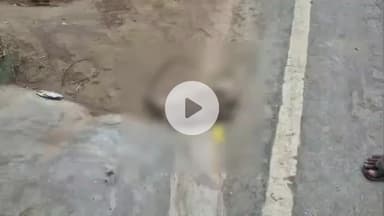 महाराजगंज: N.P चौक में धर्मपुर रोड पर करंट से बंदर की मौत, बजरंग दल ने कराया अंतिम संस्कार