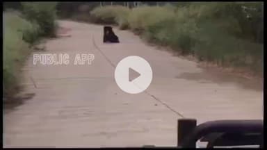 इटावा: इटावा सफारी पार्क में पर्यटक की गाड़ी के सामने भालू आने का वीडियो सोशल मीडिया पर हुआ वायरल