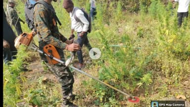 ପାରଳାଖେମୁଣ୍ଡି: ଆର.ଉଦୟଗିରି ଥାନା ଅନ୍ତର୍ଗତ ଜାମୁଗୁଡା ଗ୍ରାମ ନିକଟସ୍ଥ ପ୍ରାୟ ୩.୨୬୧ ଏକର ଜଙ୍ଗଲ ଜମିରୁ ଗଞେଇ ଚାଷ କୁ ନଷ୍ଟ କଲା ପୋଲିସ