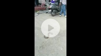 गंगरार: गोपाल नगर गांव में एक मकान से निकला जहरीला सांप, मच गया हड़कंप