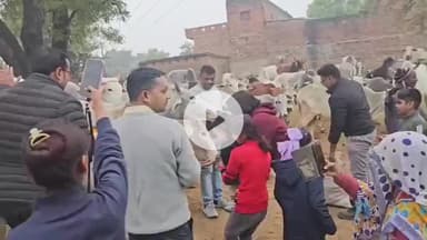 हमीरपुर: कुंडौरा में जिलाधिकारी की पत्नी ने गौशाला में जाकर गायों को खिलाया गुड़