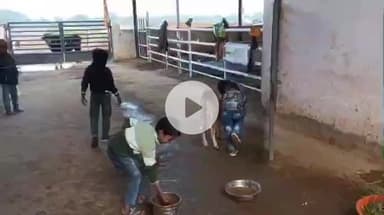 दलौदा: ग्राम बनी में युवाओं ने गौशाला पहुंचकर गौ माता को खिलाया एक क्विंटल 1 किलो बाजरा और गुड़