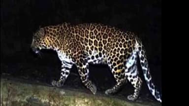 कपकोट: दौला गांव में गुलदार का आतंक चरम पर, ग्रामीण भय और दहशत के माहौल में जीने को मजबूर, वन विभाग से लगाई गुहार