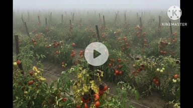 बरकट्ठा: बरकट्ठा में 3 दिन से घने कोहरे के कारण किसानों के आलू और सब्जियों में पाला मारने से बड़ी परेशानी