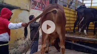 पडरौना: पड़रौना नगर में छुट्टा सांड के हमले से 14 तारीख को हुई मौत के बाद प्रशासन सख्त, लगातार छठे दिन चला रेस्क्यू अभियान