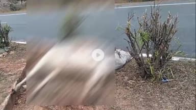 शिवपुरी: अमोला क्रेशर के पास NH-27 फोर-लेन पर अज्ञात वाहन ने गाय को मारी टक्कर, गाय की मौत