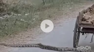 रामनगर: सूरजूपुर के पास सड़क पर निकला विशालकाय अजगर, मच गया हड़कंप, वीडियो सोशल मीडिया पर हुआ वायरल