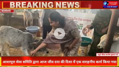 बालोतरा में गौ-सेवा की मिसाल | आशापुरा सेवा समिति ने गौशाला में कराया 51 किलो लापसी वितरण