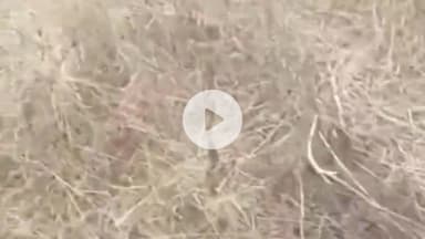 बंगाणा: थानाकलां में निजी जंगल से अज्ञात चोरों ने काटे दो दर्जन खैर के पेड़