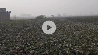 कानपुर: कल्याणपुर की गुप्ता सोसाइटी के पास तालाब में फिर से दिखा मगरमच्छ