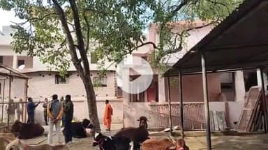 बक्सर: बक्सर के नाथ बाबा मंदिर परिसर से चोरों ने लाखों के चंदन के 2 पेड़ काटे, चोरी की