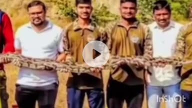 सिंदेवाही: दिलंनवाडीत  12 फुटाच्या आजगर सापाला स्वाब संस्थेने पकडून दिले जीवनदान