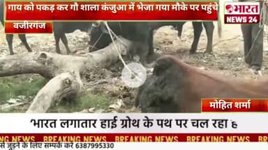 गाय को पकड़ कर गौ शाला कंजुआ में भेजा गया मौके पर पहुंचे@Bharattnews24#bharatnews24x7