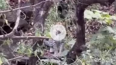 कुम्भलगढ़: कुंभलगढ़ में लेपर्ड का दीदार, माहुड़ी खेत के पास शांत मुद्रा में बैठा दिखा पैंथर, पर्यटकों का रोमांच हुआ दोगुना