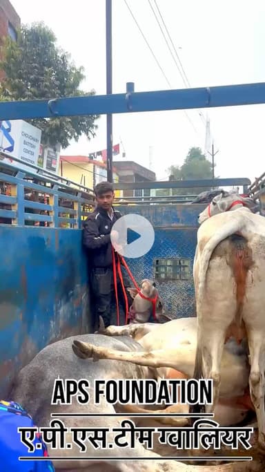 गौ माता के साथ ऐसा अत्याचार नहीं सहूंगा 😡..! 

Respect Girls help poor help animals 

#apsgurjar #viral #support #gwalior