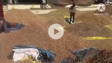 पिछोर: पिछोर मंडी में किसानों की मूंगफली ₹6000 से ₹6350 प्रति क्विंटल तक बिकी