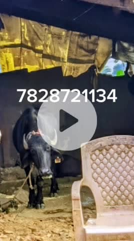 बताने बाले को ईनाम मिलेगा