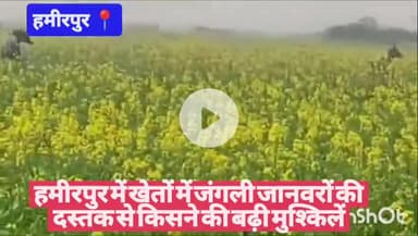 #हमीरपुर में खेतों में जंगली जानवरों की दस्तक से किसने की बढ़ी मुश्किलें