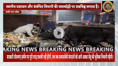 Basti: शीतलहर में बेसहारा पशुओं के लिए ढाल बनी टीम सूर्यमणि फाउंडेशन, इलाज के लिए बनी सेतु