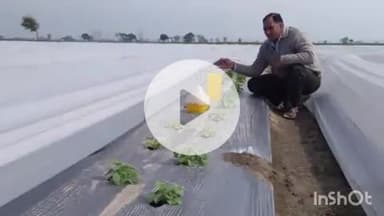 पानीपत: पानीपत का किसान विनोद 50 लोगों को दे रहा रोजगार, फूलों से शुरू की खेती, अब 18 एकड़ में उगा रहा सब्जियां