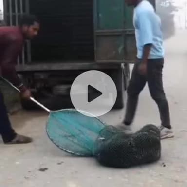 कानपुर: अब एक से ज्यादा बार कुत्ते के काटने पर कुत्ते को होगी उम्र कैद