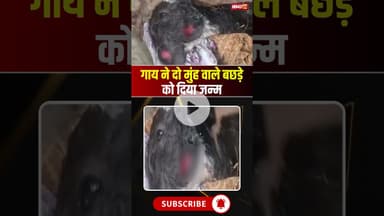 गाय ने दो मुंह वाले बछड़े को दिया जन्म #upnews #calf #viralvideo #viralnews