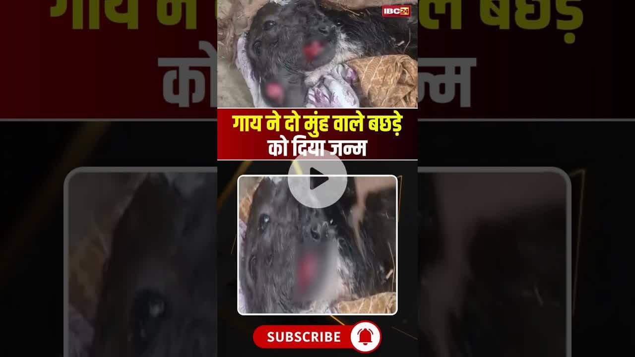 गाय ने दो मुंह वाले बछड़े को दिया जन्म #upnews #calf #viralvideo #viralnews