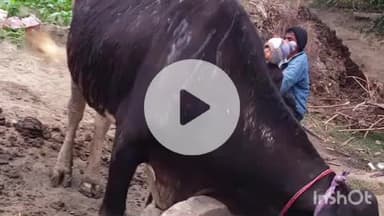 नावकोठी: टेकनपुरा में आग से फूस का घर जलकर राख, ₹50,000 का नुकसान