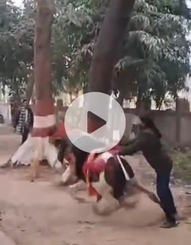 पटना ग्रामीण: नितिन नबीन के स्वागत में घोड़ा बिदका, भाजपा नेता को गिराया