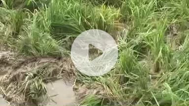 இராஜபாளையம்: சஷ்டக்கோவில் பாதுகாப்புக்காக அமைக்கப்பட்டிருந்த கதவை உடைத்து யானை நெருப்பயிர்களை சேதப்படுத்தியதாக குற்றச்சாட்