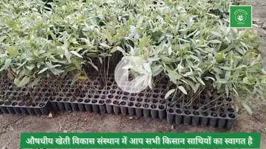 यूकेलिप्टस की खेती
यूकेलिप्टस की वेराइटी
P23,407,413,271 नंबर उपलब्ध है।