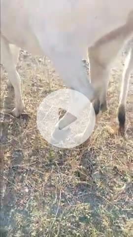 विदिशा जिले के ग्राम बरुआखार में कई दिन पहले एक गौ माता के पैर में पाइप फंस गया था सतवीर कोरी मुकेश जी द्वारा निकाला गय