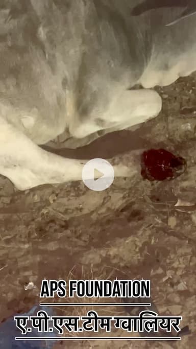 पैर में हुआ बहुत बड़ा घाव किसी ने नही की मदद..! 

Respect Girls help poor help animals 

#apsgurjar #viral #gwalior