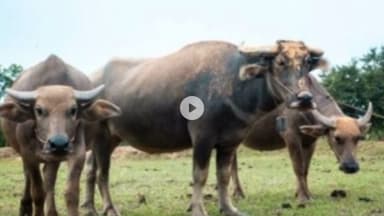 शिवपुरी: सतनवाडा थाना क्षेत्र में भैंस चोरी, पुलिस ने मामला दर्ज कर पर्ची के आधार पर जांच शुरू की