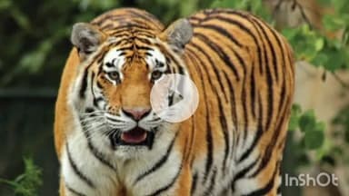 गोंडपिंपरी: गोंडपीपरी तालुक्यातील गोजोली शेत शिवारात वाघाचा हल्ला; तरूण शेतकरी जखमी