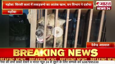 महोबा: सिरसी कलां में लकड़बग्घे का आतंक खत्म, वन विभाग ने दबोचा।@Bharattnews24 #bharatnews24x7